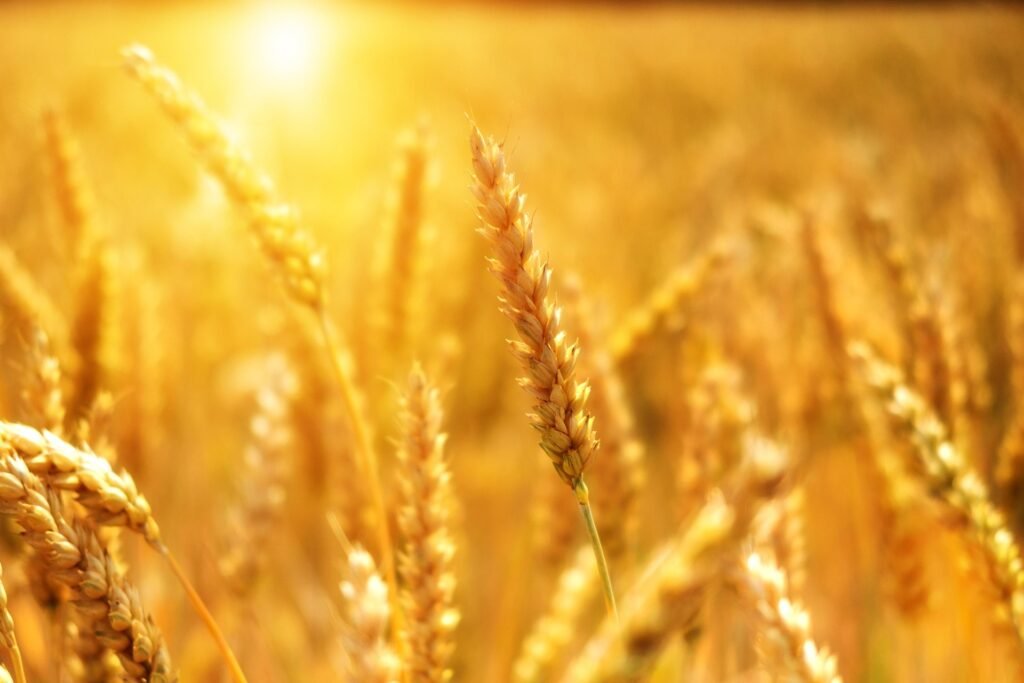Campo dorato illuminato dal sole