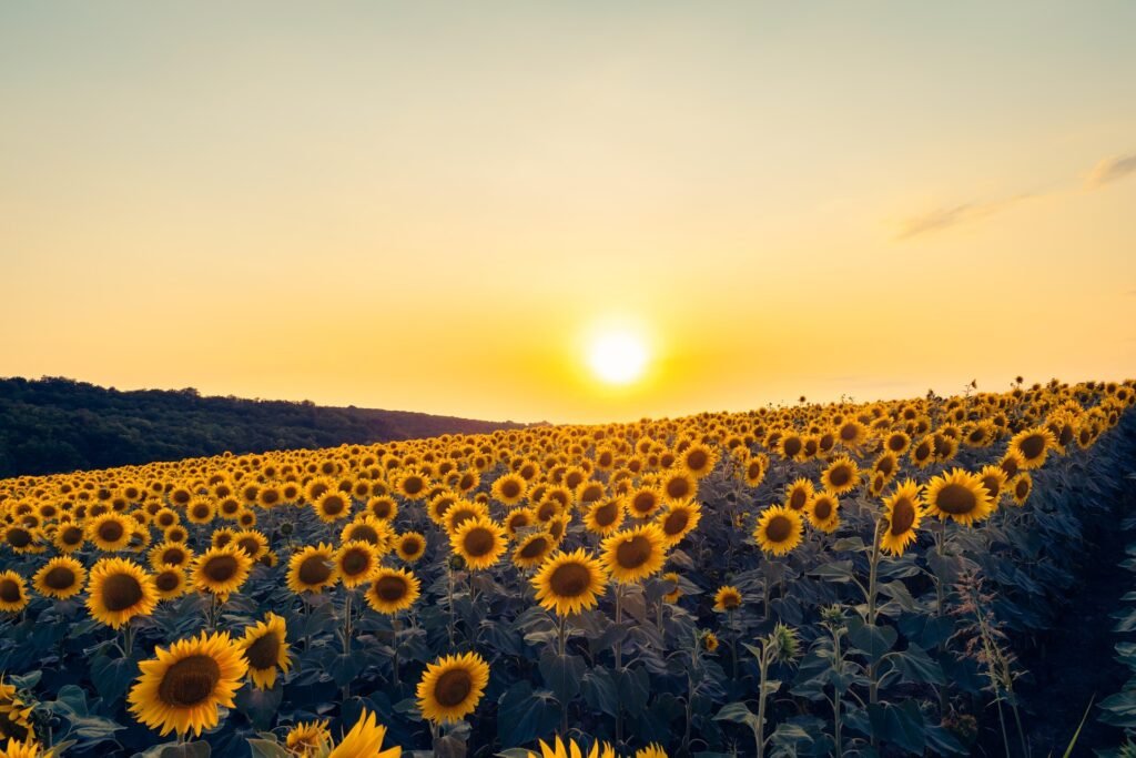 Campo di girasoli al tramonto