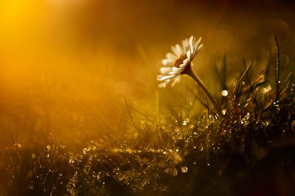 Fiore illuminato dopo la pioggia